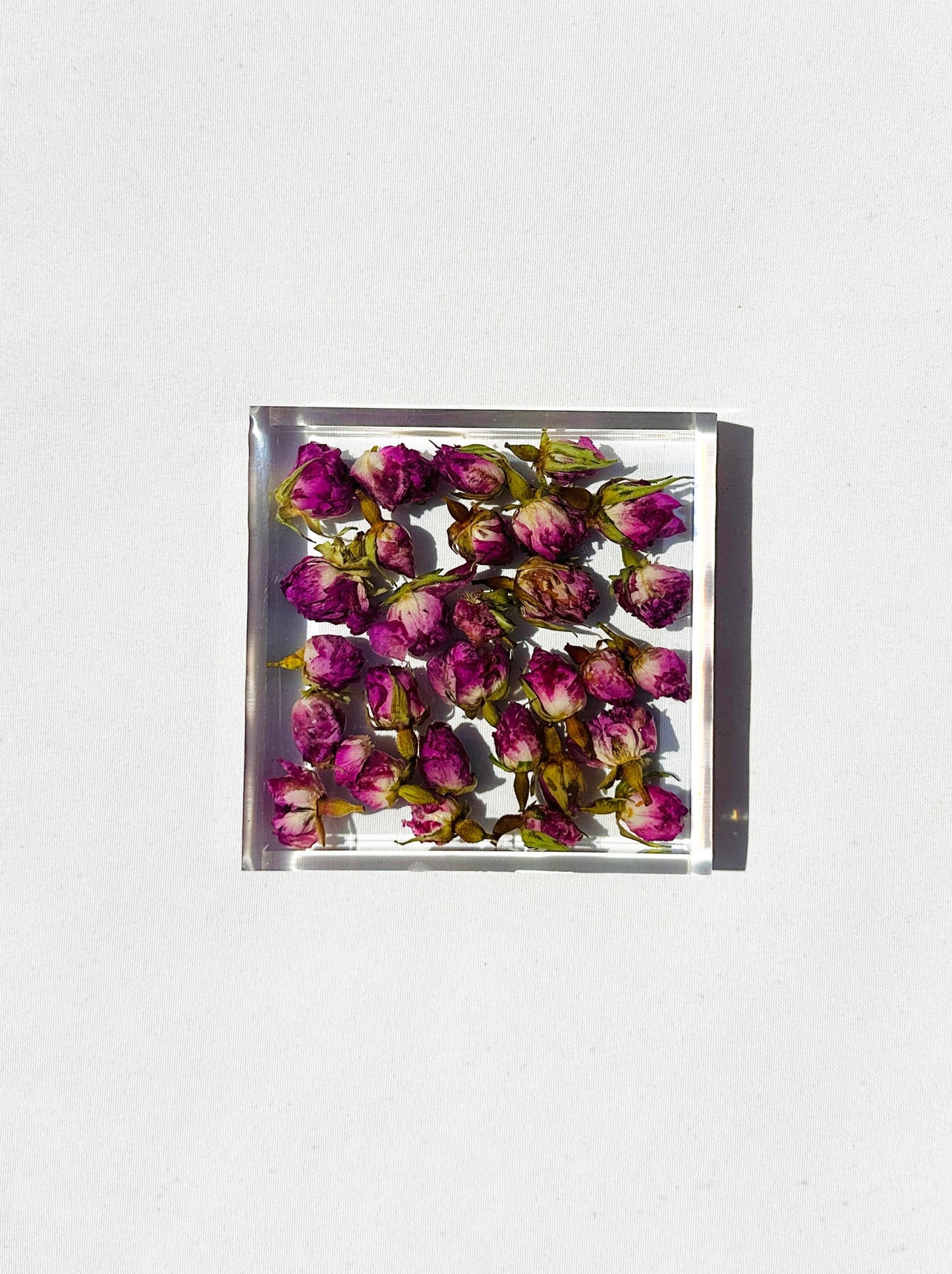 Rose Garden Coaster