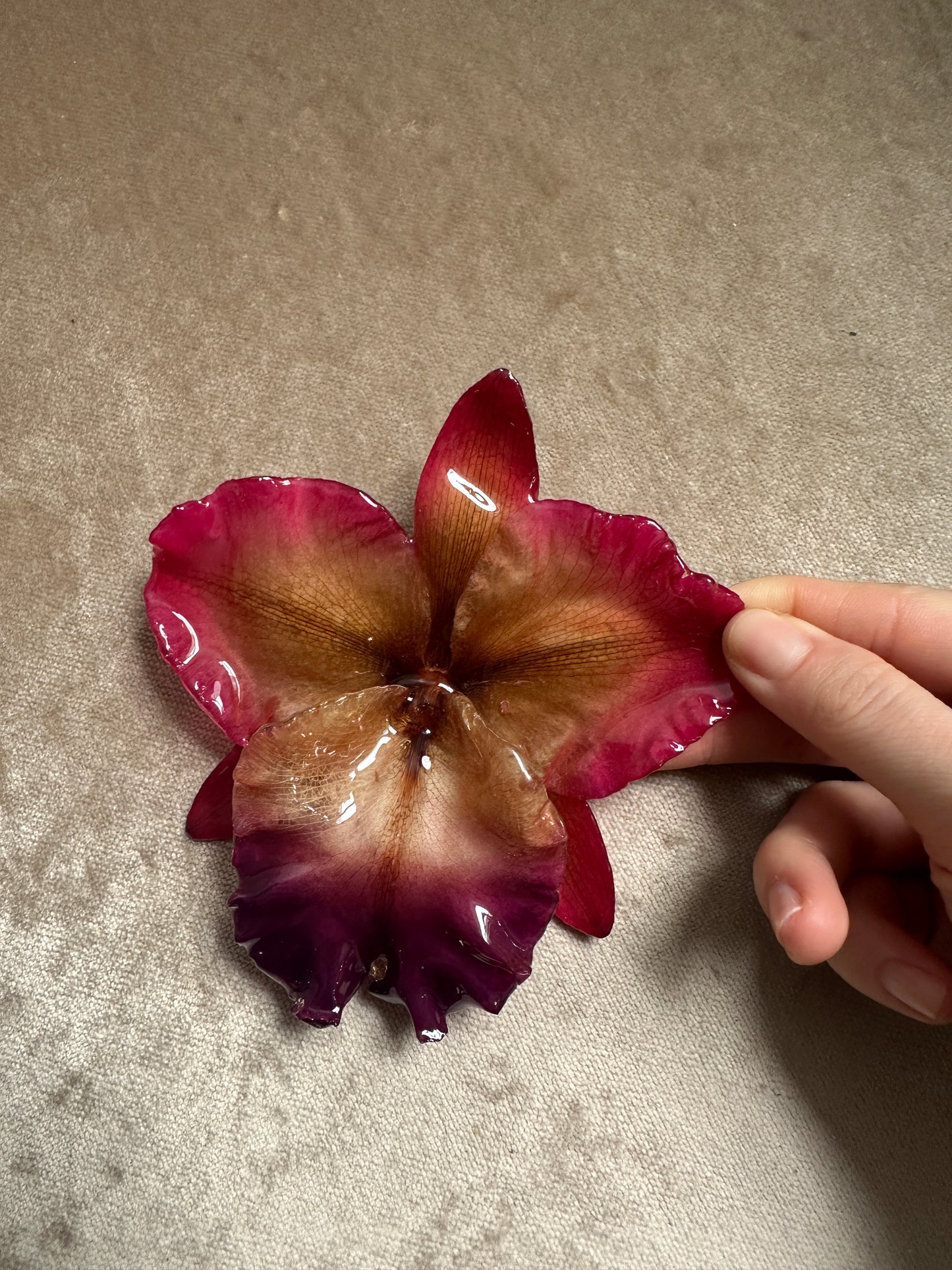 Jumbo Rose Orchid - Repaired