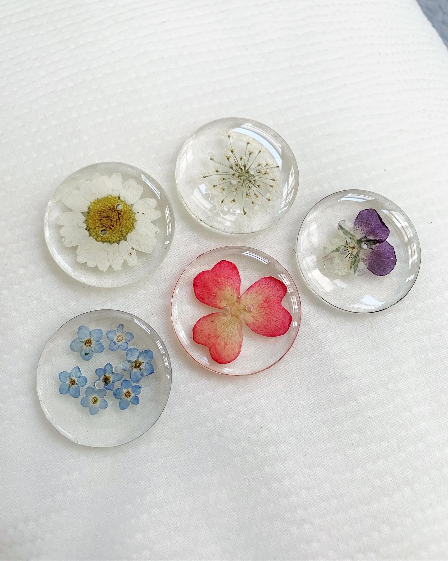 Assorted botanical plants preserved in round buttons (1 daisy, 1 pansy, 1 tea rose petal, 1 Queen Anne's lace, 1 forget-me-not)