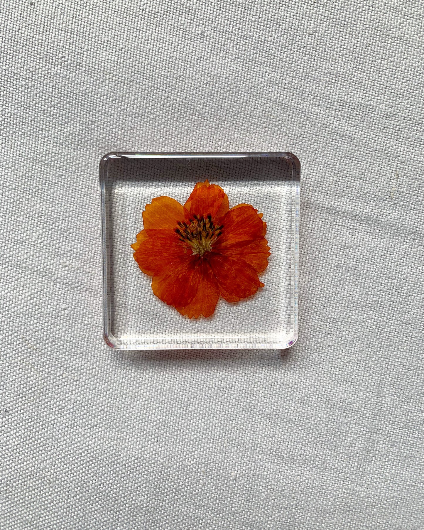 An orange cosmo flower sits suspended in this square crystal.