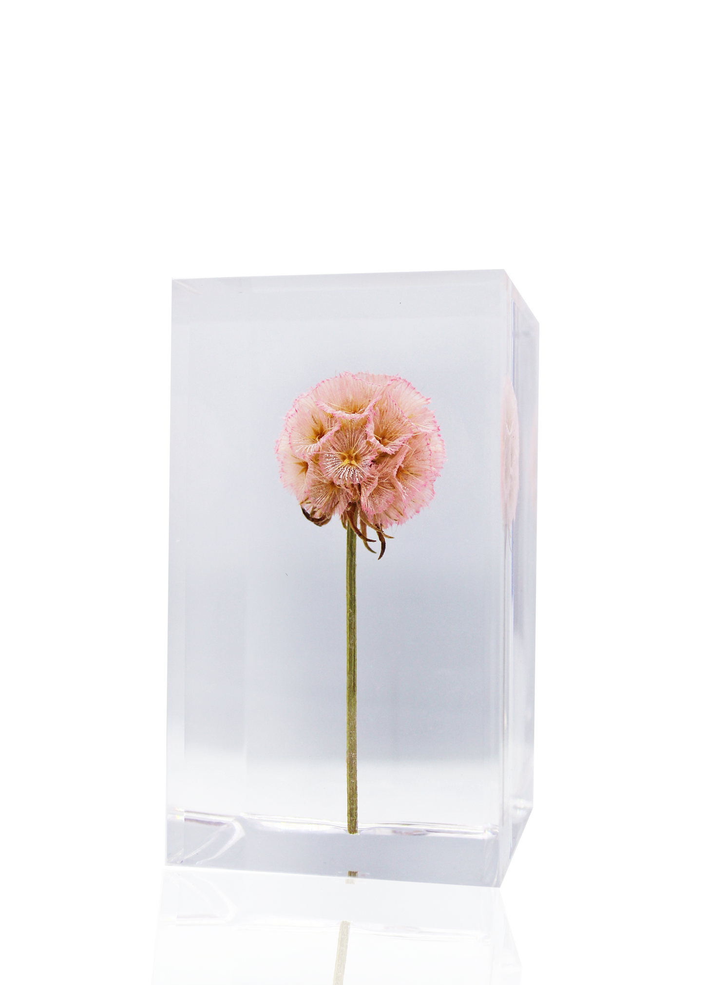 A full preserved pink globe flower.