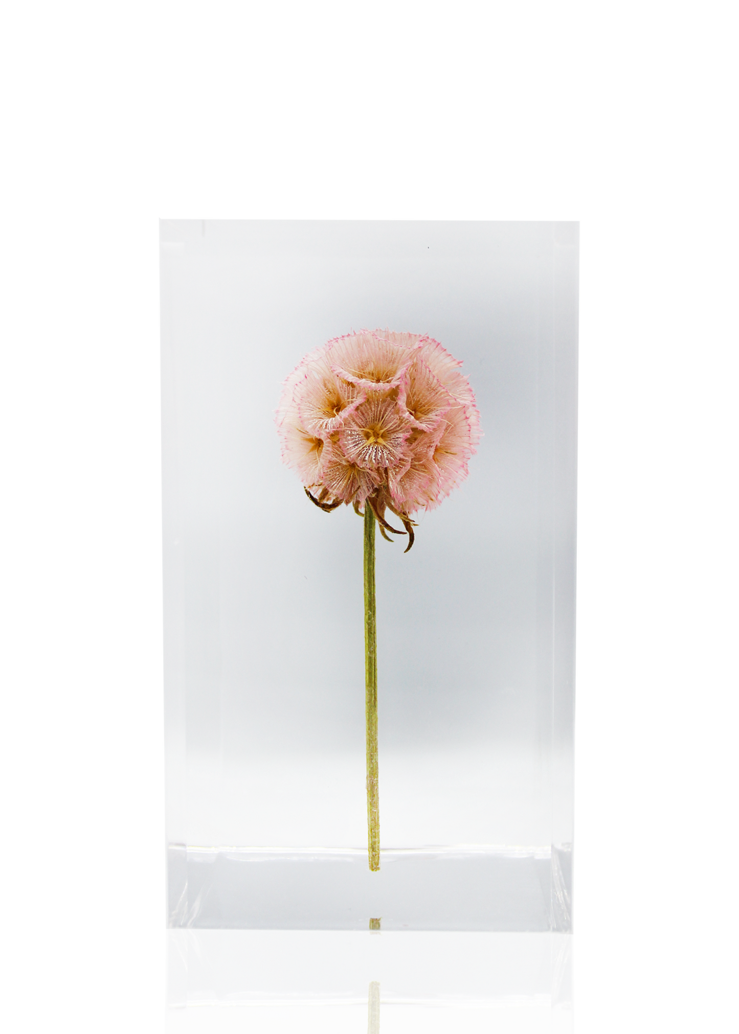 A full preserved pink globe flower.