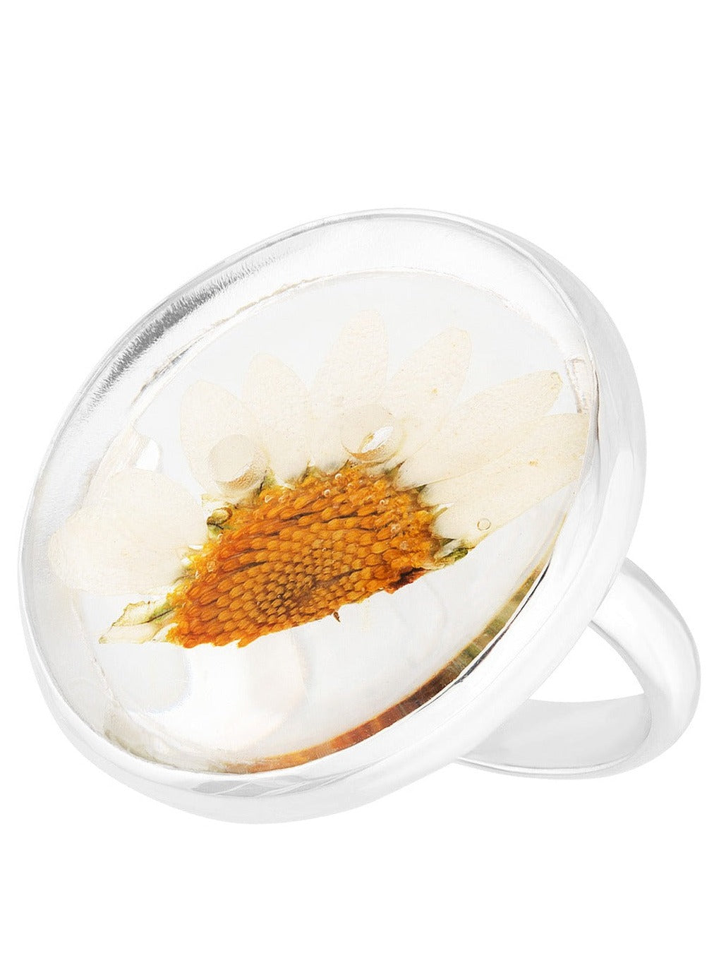 Daisy preserved in round button shaped ring on silver ring band.