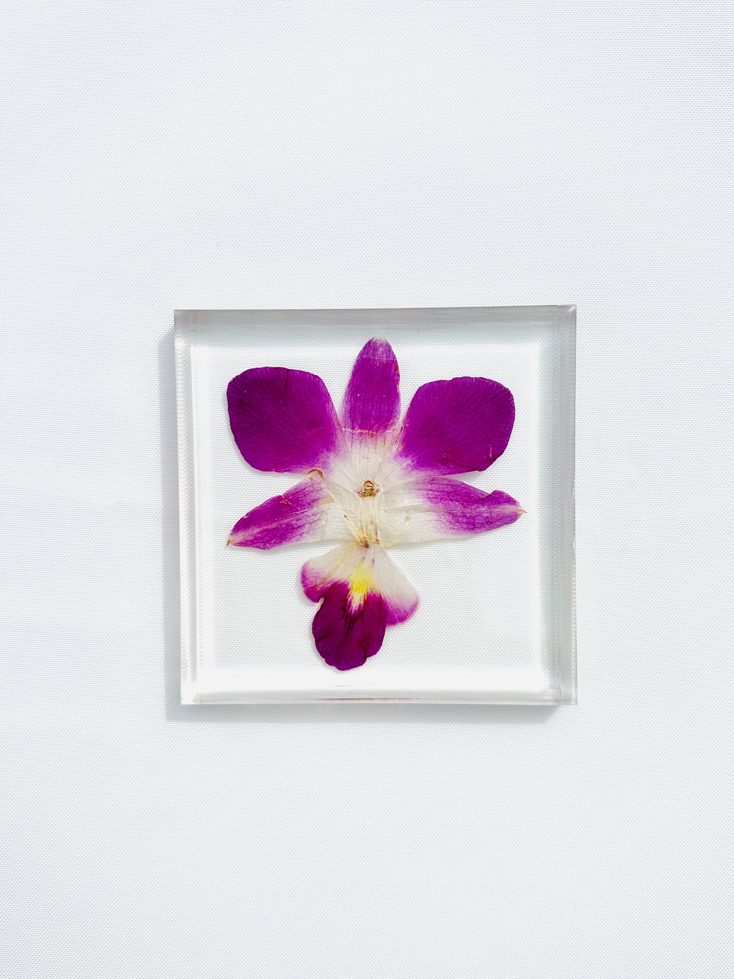 Orchid Coaster