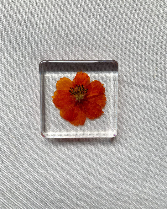 An orange cosmo flower sits suspended in this square crystal. 
