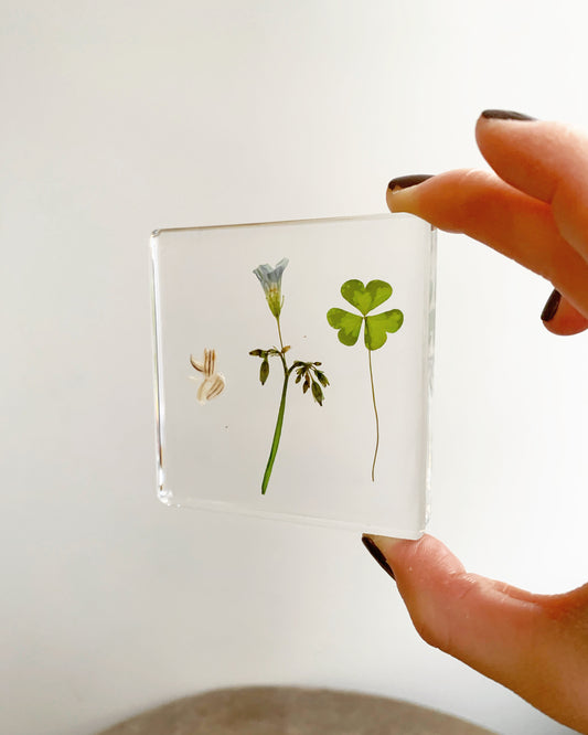 The life cycle of a clover depicted in a clear resin rectangle