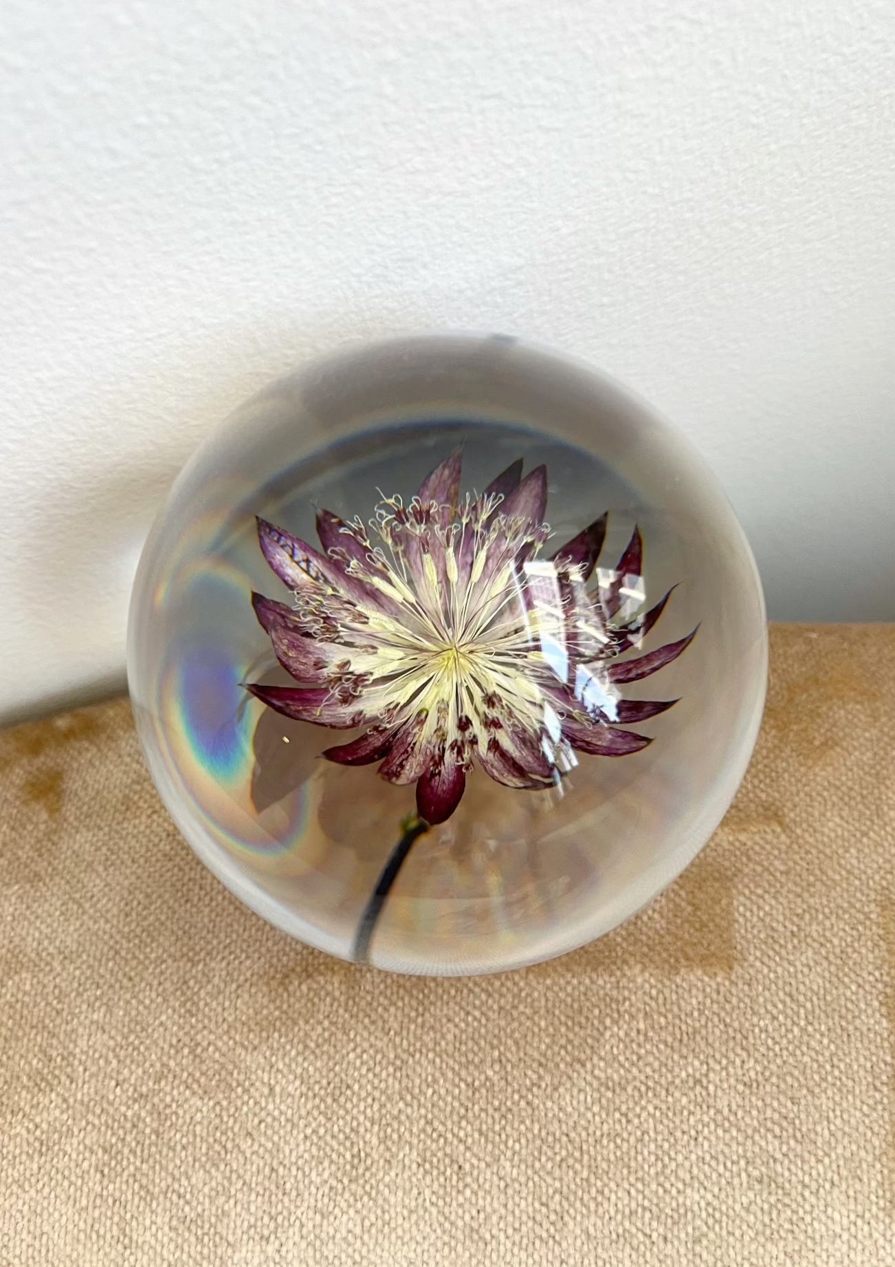 A delightful blooming passiflora lives inside a crystal sphere.