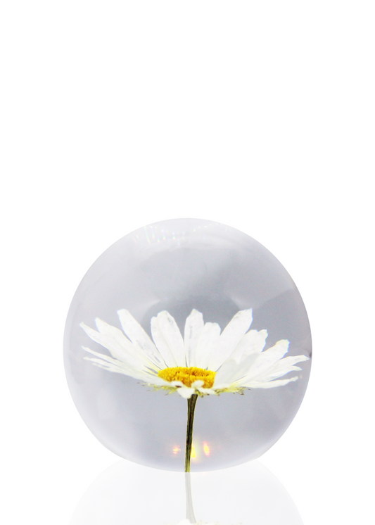 Crystal ball encapsulating a full preserved daisy flower. 