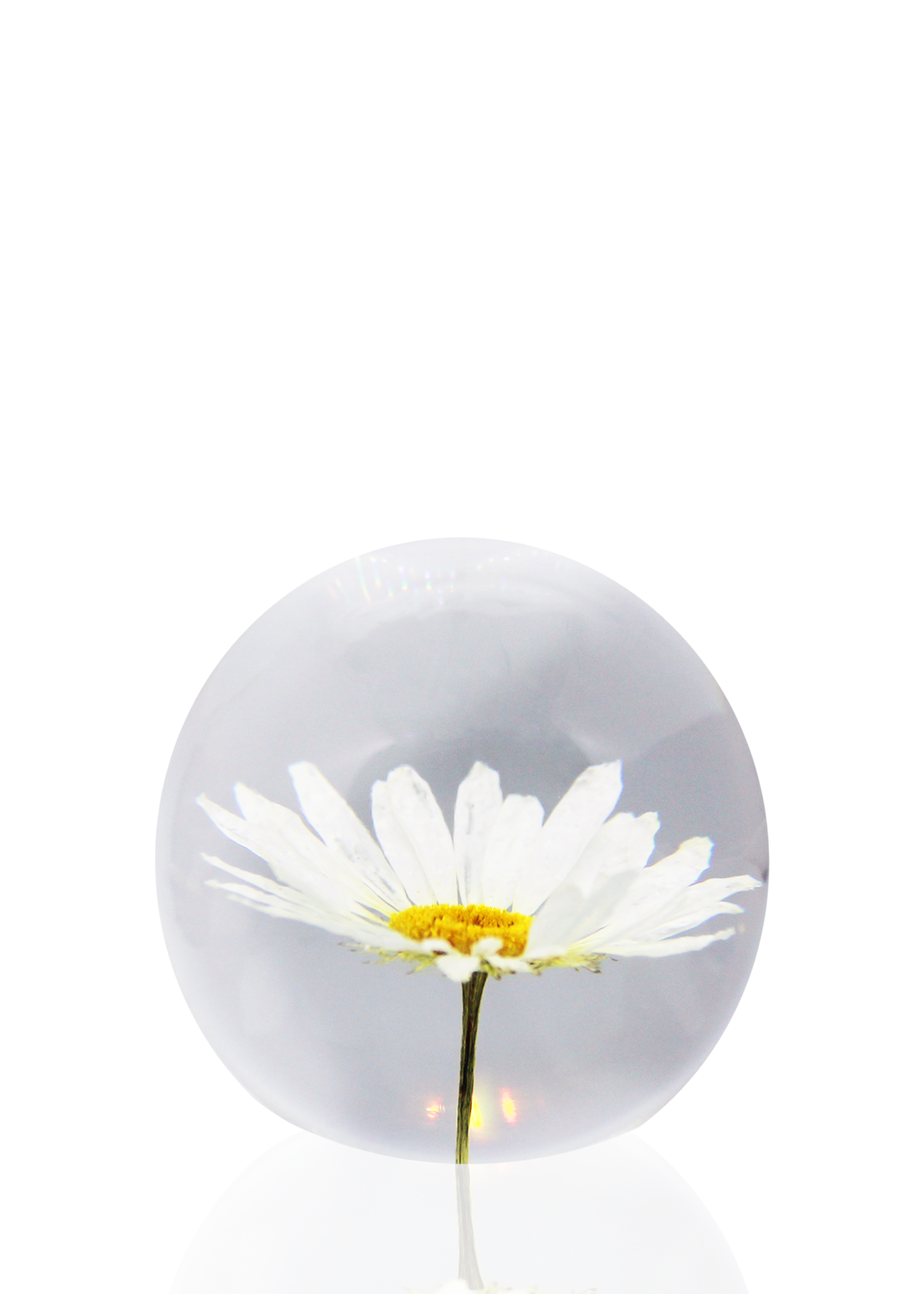 Crystal ball encapsulating a full preserved daisy flower. 