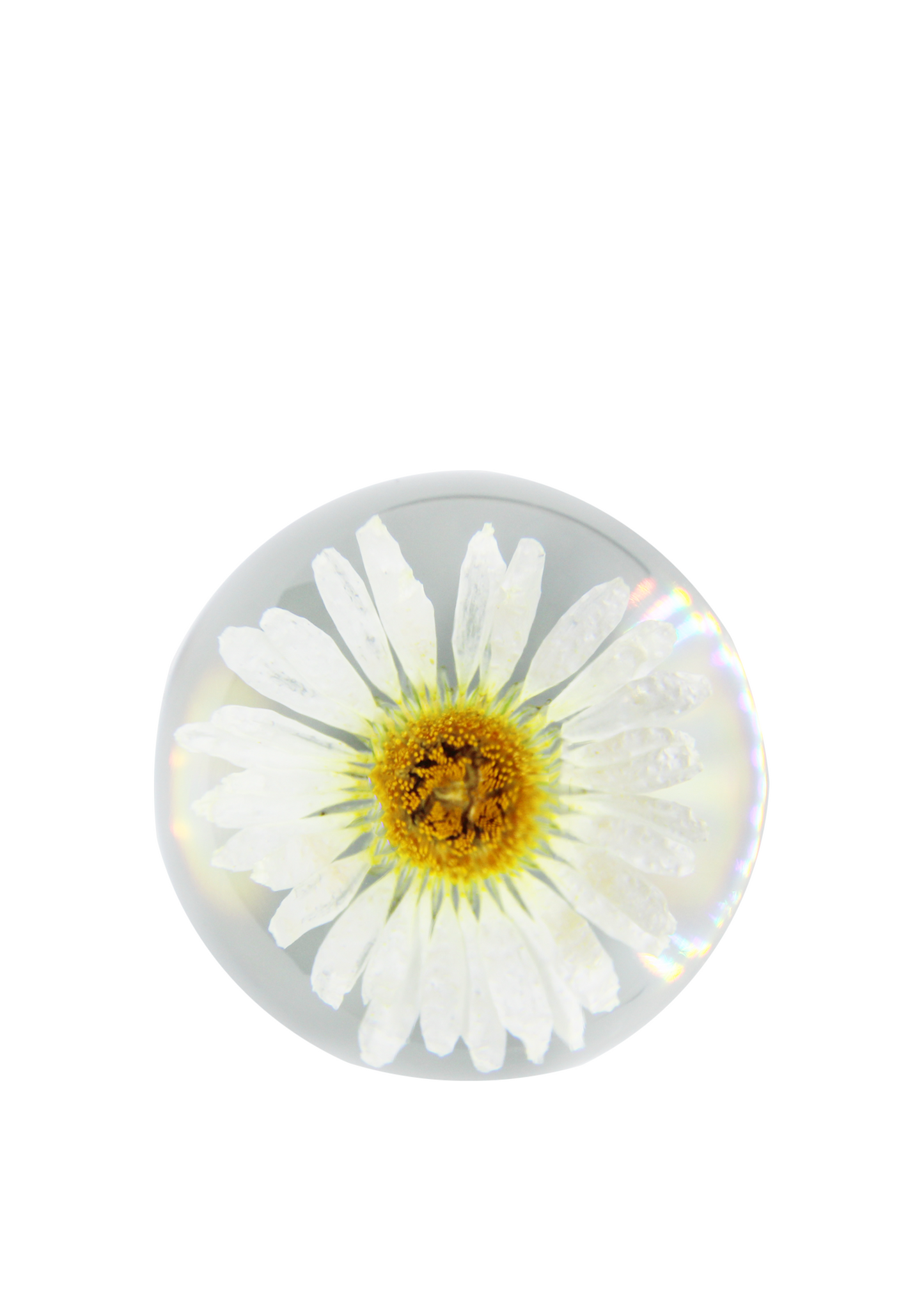 Daisy Crystal