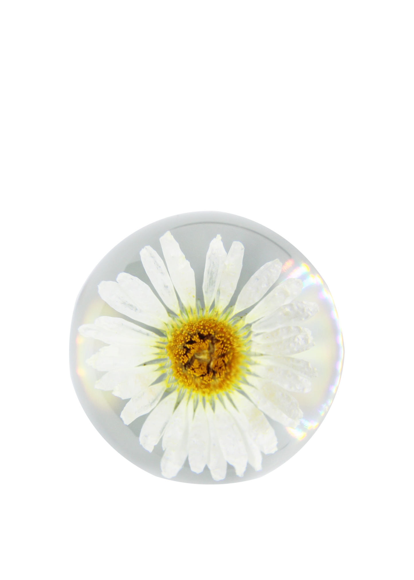 Crystal ball encapsulating a full preserved daisy flower. 