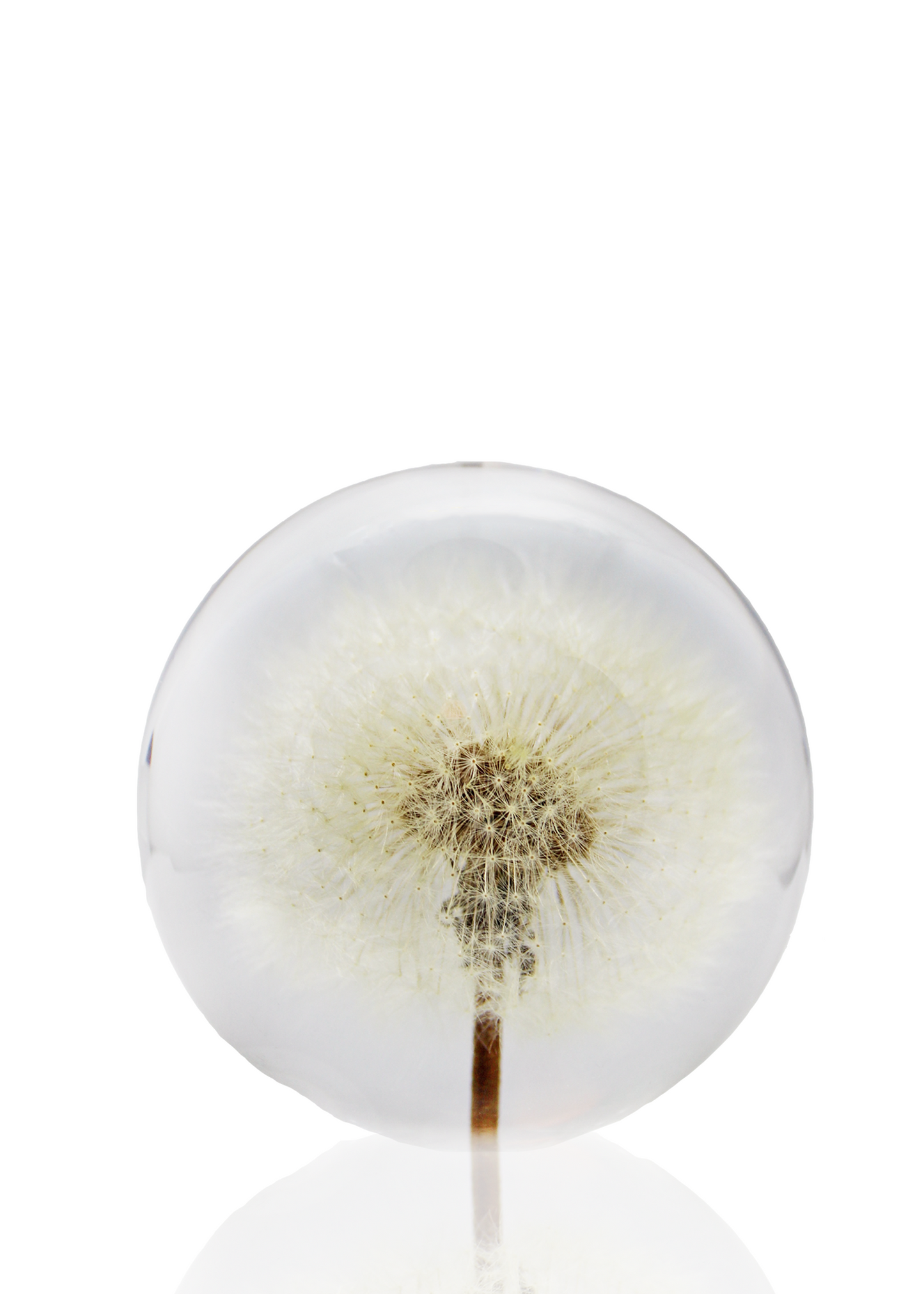 Dandelion Crystal