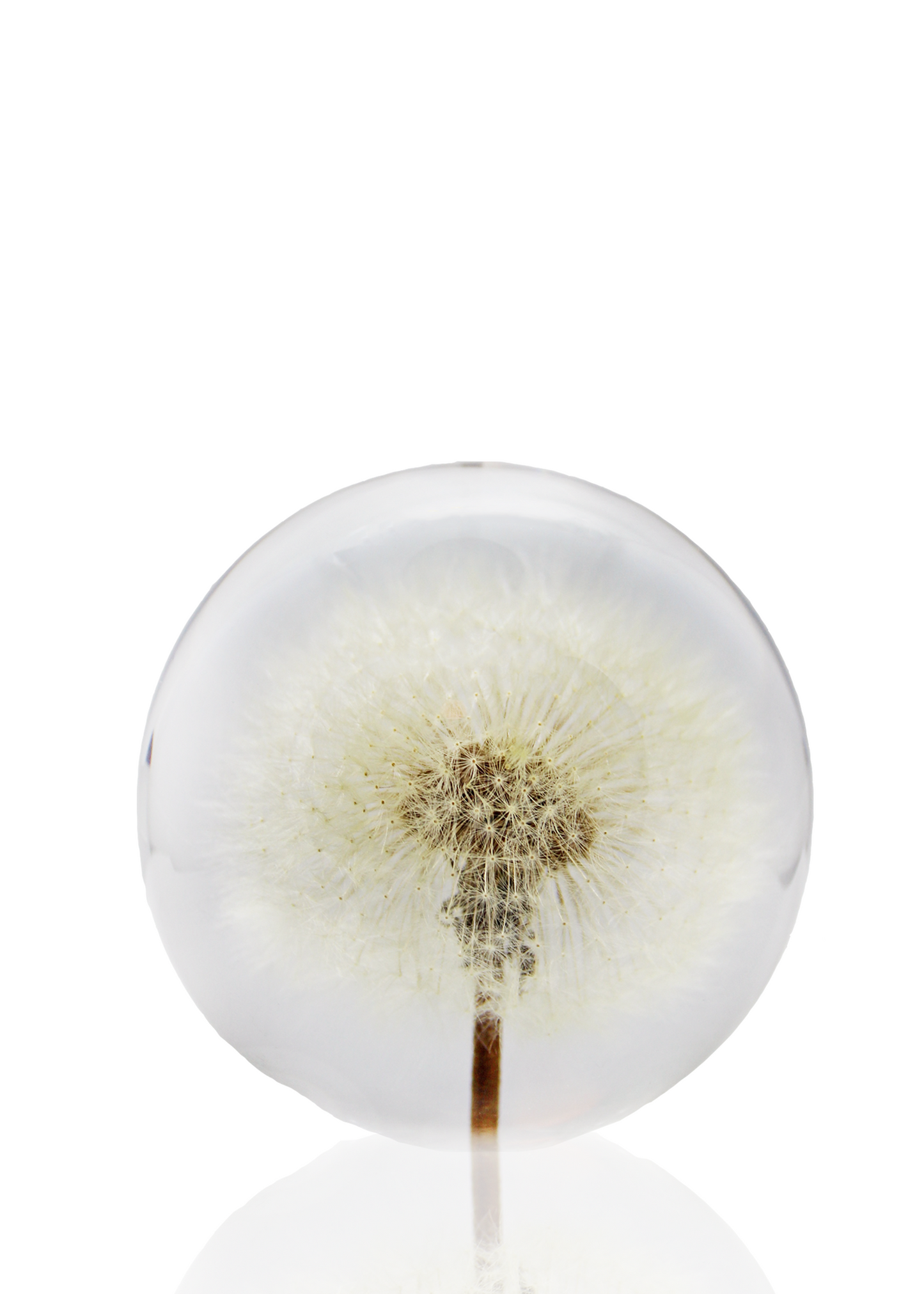 Crystal ball encapsulating a full preserved dandelion