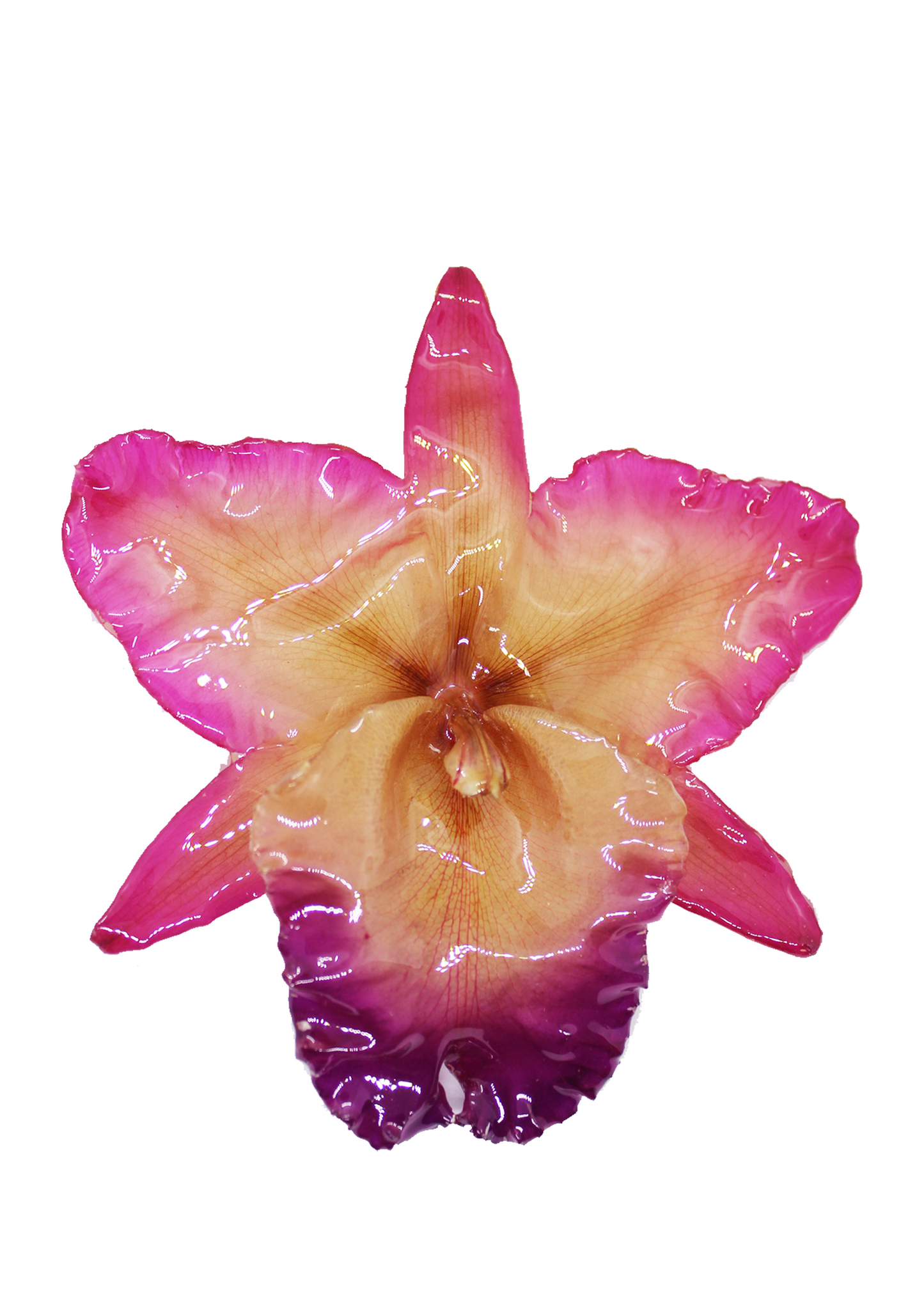 Jumbo Rose Orchid