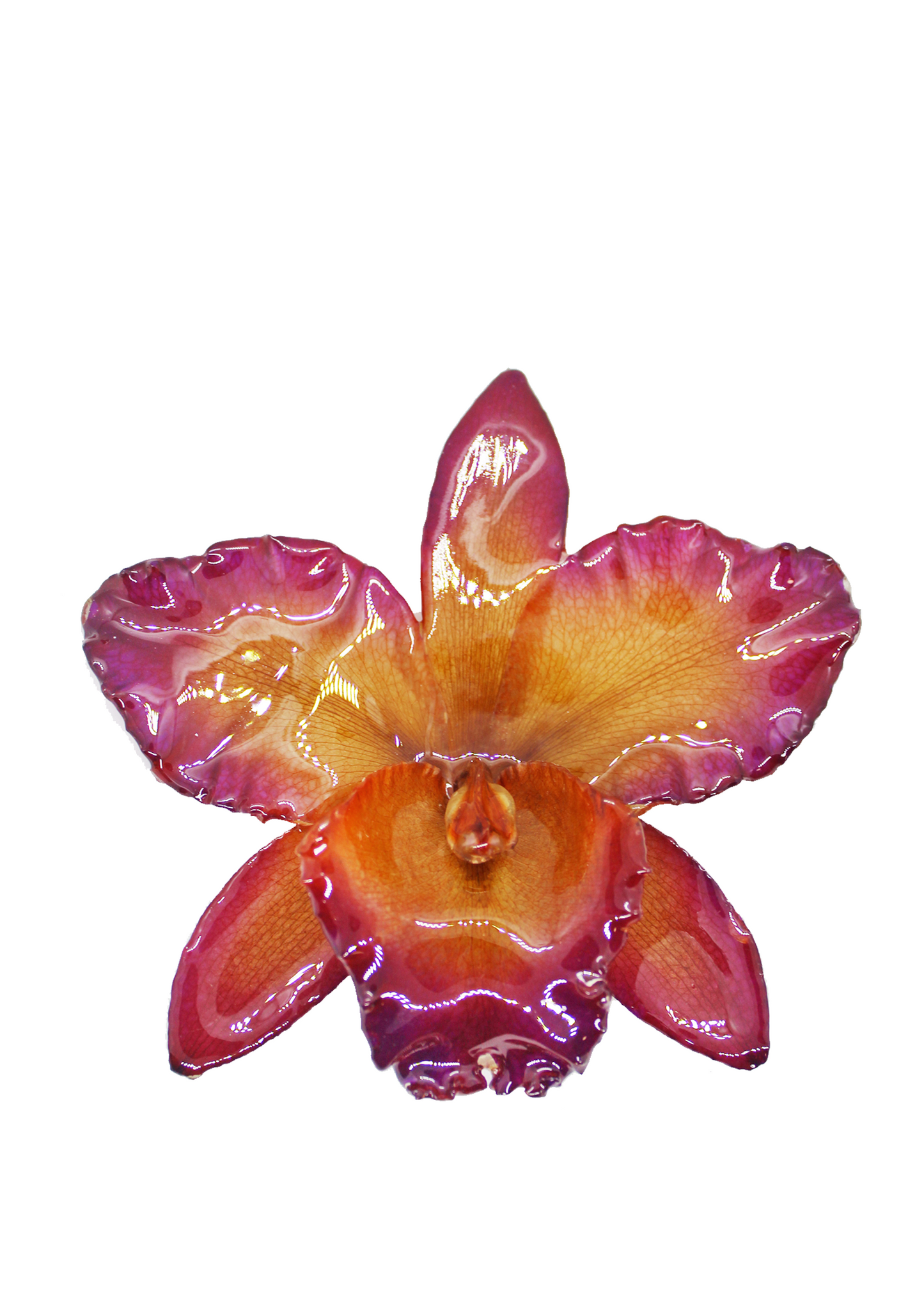 Jumbo orange and pink orchid preserved in resin.