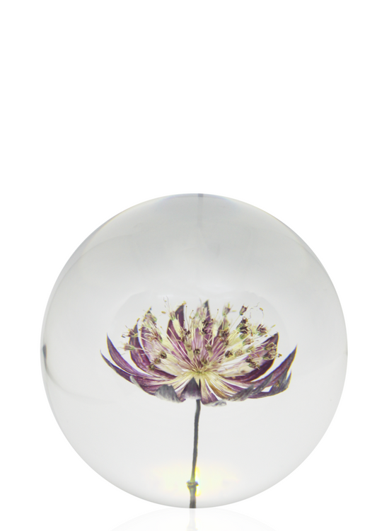 A delightful blooming passiflora lives inside a crystal sphere.