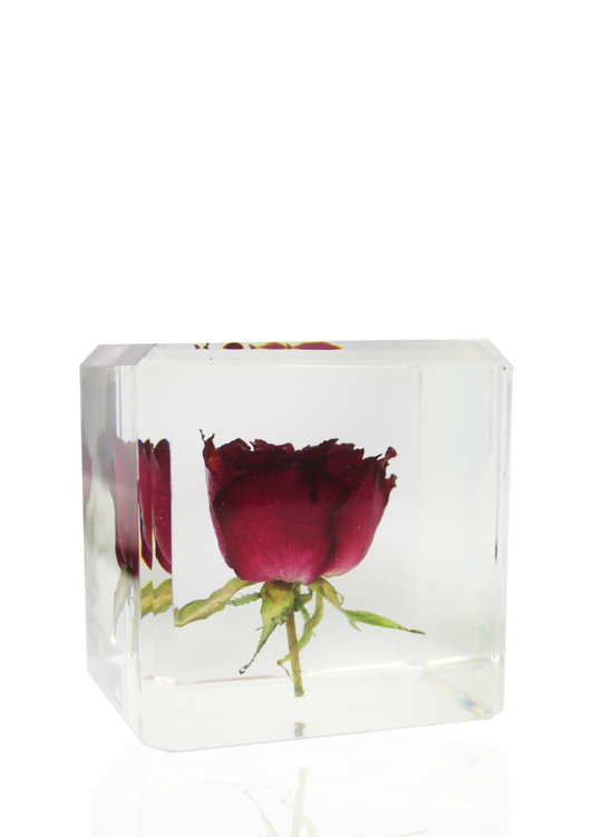 A real red rose flower suspended in a resin "ice cube." with green stem and thorns