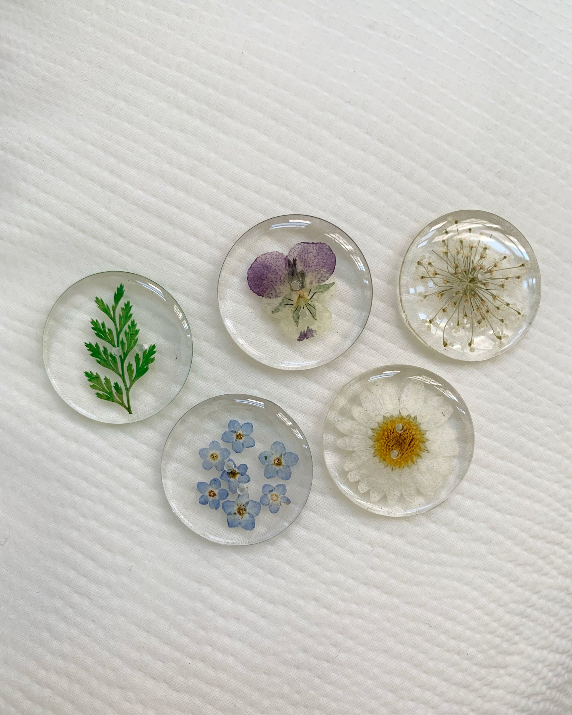 Assorted botanical plants preserved in round buttons (1 daisy, 1 pansy, 1 fern, 1 Queen Anne's lace, 1 forget-me-not)