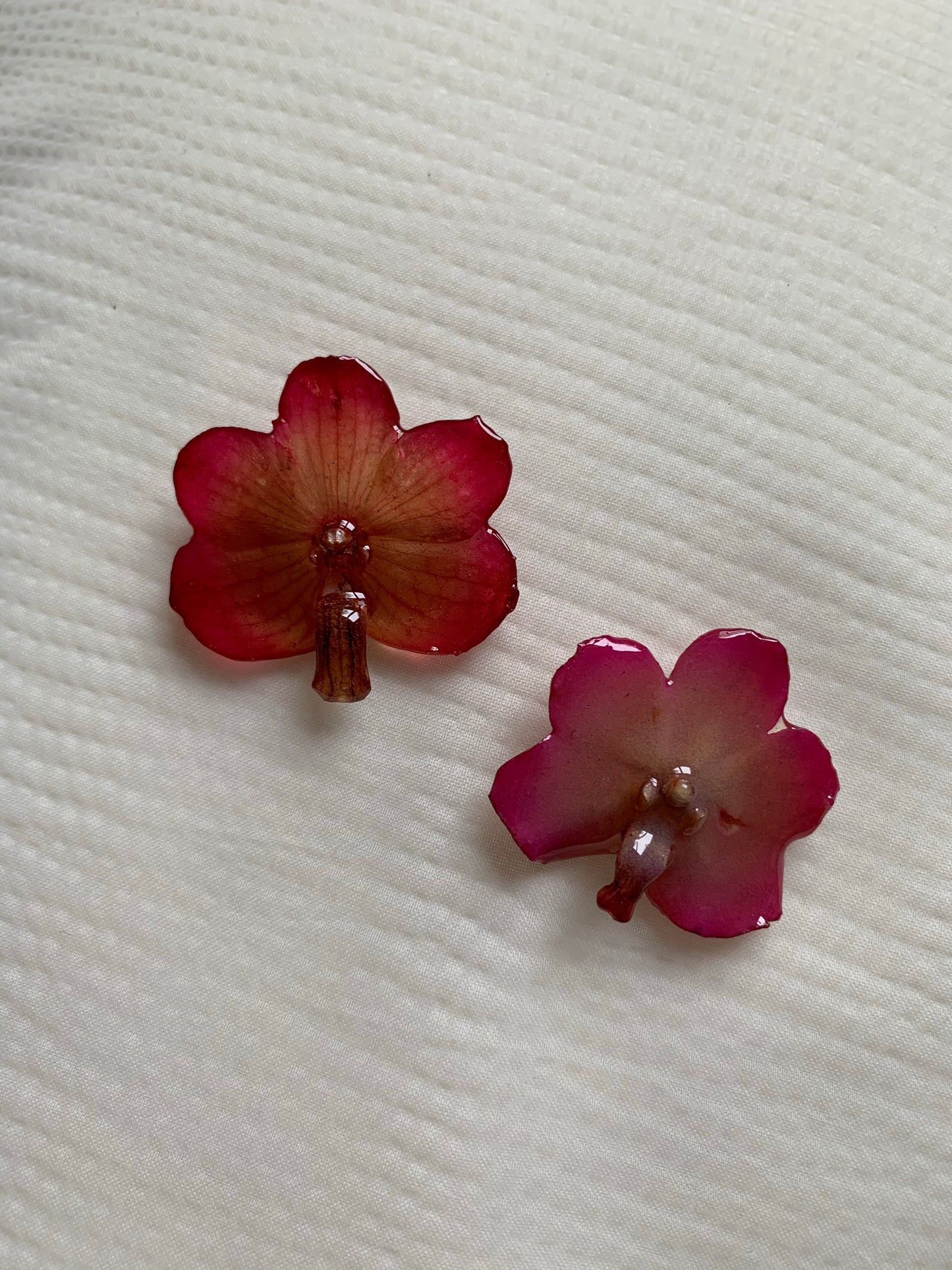 Glow Pink Mini Orchid (Pre-order)