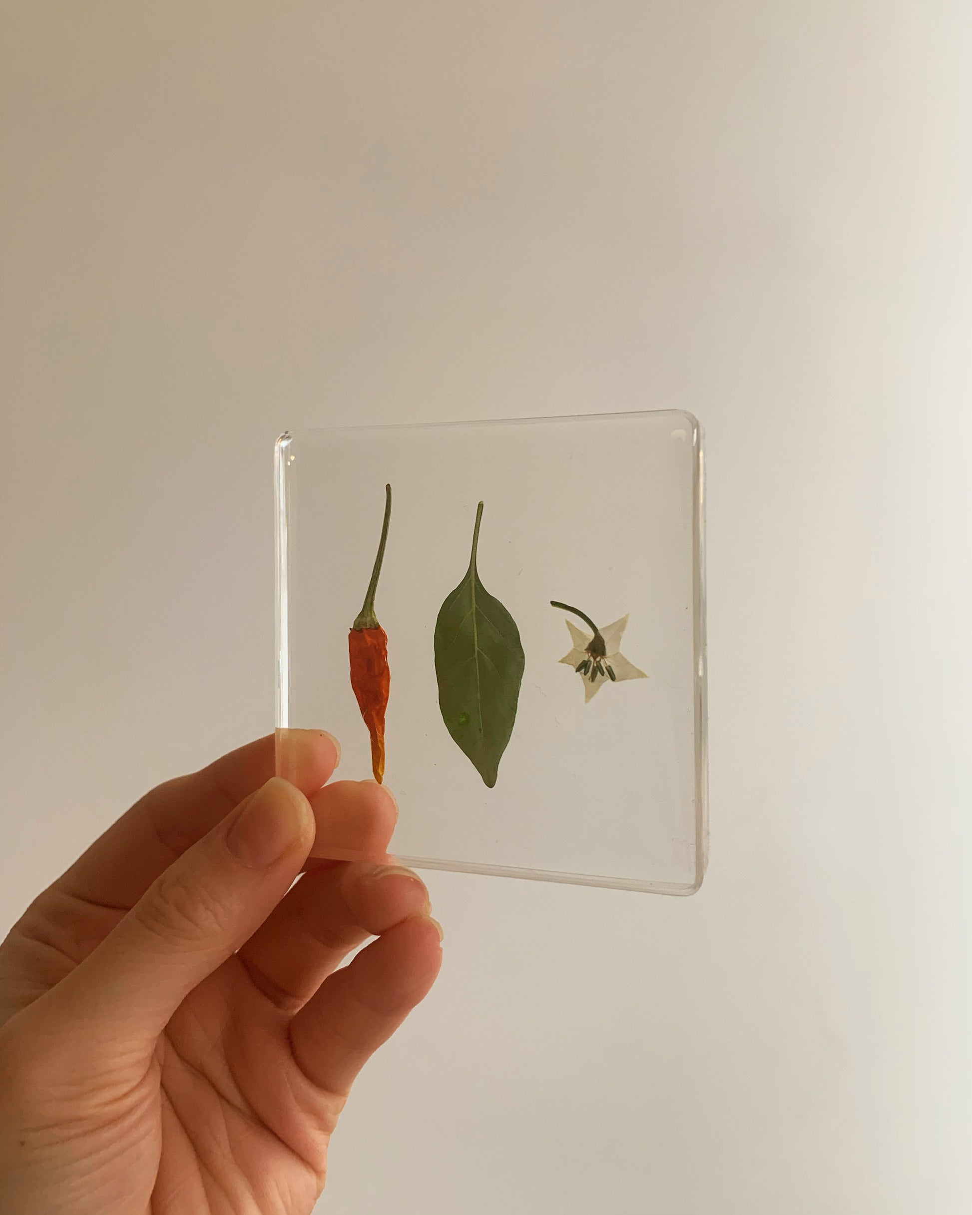 The life cycle of a pepper displayed in a square resin coaster.